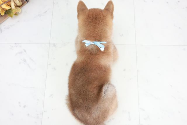 広島県の柴犬(標準サイズ) (Coo&RIKU福山店/2025年9月4日生まれ/男の子/赤)の子犬の4枚目の画像