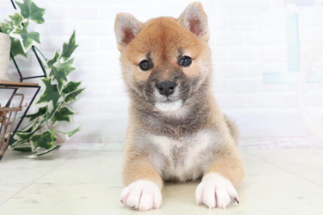 高知県の柴犬(標準サイズ) (Coo&RIKU高知御座店/2025年9月4日生まれ/女の子/赤)の子犬の1枚目の画像