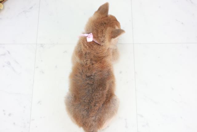 高知県の柴犬(標準サイズ) (Coo&RIKU高知御座店/2025年9月4日生まれ/女の子/赤)の子犬の4枚目の画像