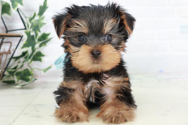 熊本県のヨークシャーテリア (Coo&RIKUイオンモール宇城店/2025年9月5日生まれ/男の子/スチールブルータン)の子犬の1枚目の画像