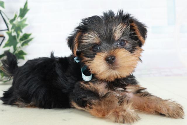 熊本県のヨークシャーテリア (Coo&RIKUイオンモール宇城店/2025年9月5日生まれ/男の子/スチールブルータン)の子犬の2枚目の画像