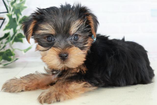 熊本県のヨークシャーテリア (Coo&RIKUイオンモール宇城店/2025年9月5日生まれ/男の子/スチールブルータン)の子犬の3枚目の画像