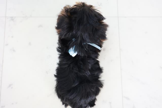 熊本県のヨークシャーテリア (Coo&RIKUイオンモール宇城店/2025年9月5日生まれ/男の子/スチールブルータン)の子犬の4枚目の画像