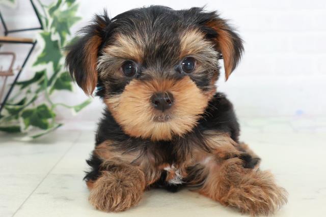 ヨークシャーテリア