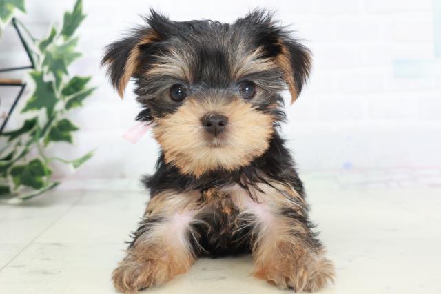 ヨークシャーテリア