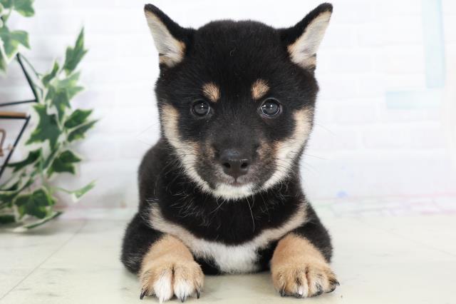 広島県の豆柴 (Coo&RIKU広島北店/2025年9月6日生まれ/男の子/黒)の子犬