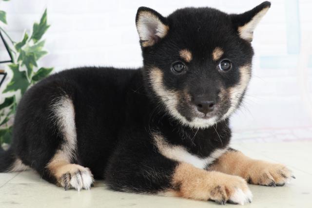 広島県の豆柴 (Coo&RIKU広島北店/2025年9月6日生まれ/男の子/黒)の子犬の2枚目の画像