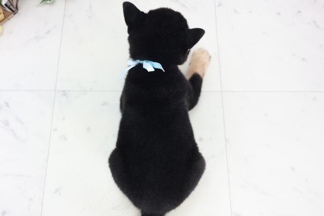 広島県の豆柴 (Coo&RIKU広島北店/2025年9月6日生まれ/男の子/黒)の子犬の4枚目の画像