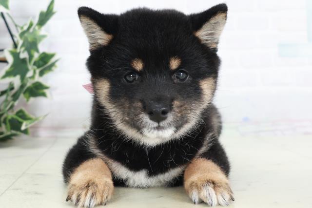 広島県の豆柴 (Coo&RIKU東広島店/2025年9月6日生まれ/女の子/黒)の子犬