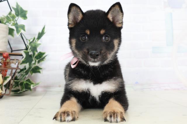 山口県の豆柴 (Coo&RIKUサンパークあじす店/2025年9月6日生まれ/女の子/黒)の子犬の1枚目の画像