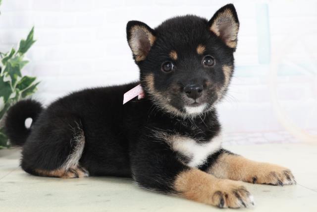 山口県の豆柴 (Coo&RIKUサンパークあじす店/2025年9月6日生まれ/女の子/黒)の子犬の2枚目の画像