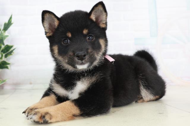 山口県の豆柴 (Coo&RIKUサンパークあじす店/2025年9月6日生まれ/女の子/黒)の子犬の3枚目の画像