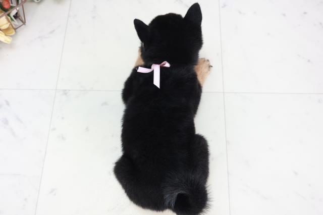 山口県の豆柴 (Coo&RIKUサンパークあじす店/2025年9月6日生まれ/女の子/黒)の子犬の4枚目の画像