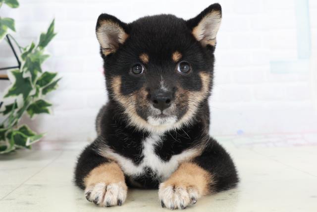 愛媛県の豆柴 (Coo&RIKU大洲店/2025年9月6日生まれ/女の子/黒)の子犬の1枚目の画像