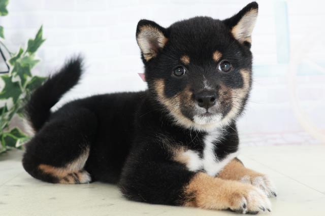 愛媛県の豆柴 (Coo&RIKU大洲店/2025年9月6日生まれ/女の子/黒)の子犬の2枚目の画像