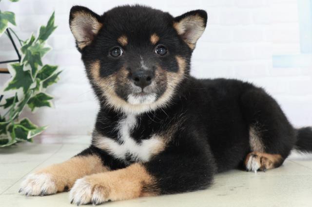 愛媛県の豆柴 (Coo&RIKU大洲店/2025年9月6日生まれ/女の子/黒)の子犬の3枚目の画像