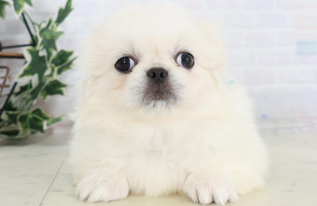 広島県のペキニーズ (Coo&RIKUゆめタウン大竹店/2025年9月7日生まれ/男の子/クリーム)の子犬