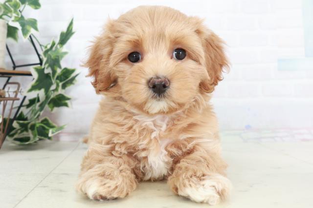 広島県のマルプー(マルチーズ×プードル) (Coo&RIKU東広島店/2025年9月7日生まれ/男の子/アプリコット)の子犬