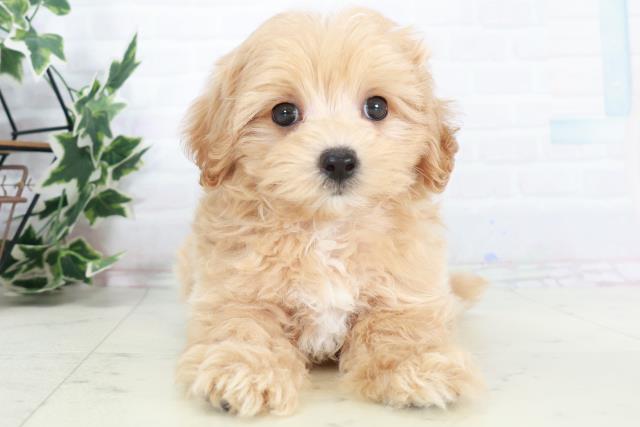 高知県のマルプー(マルチーズ×プードル) (Coo&RIKU高知御座店/2025年9月7日生まれ/女の子/アプリコット)の子犬