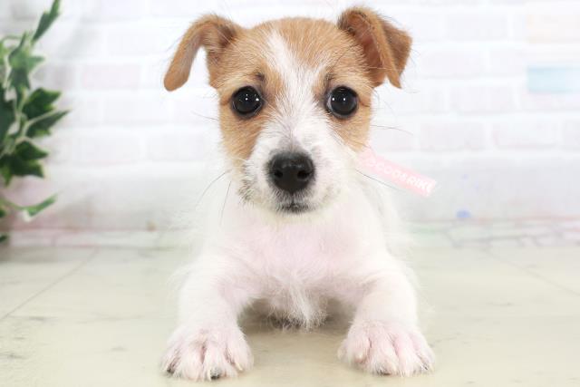 ジャックラッセルテリア