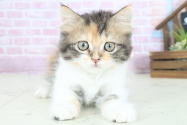 佐賀県のラガマフィン (Coo&RIKU佐賀神埼店/2025年9月1日生まれ/女の子/トービーホワイト)の子猫