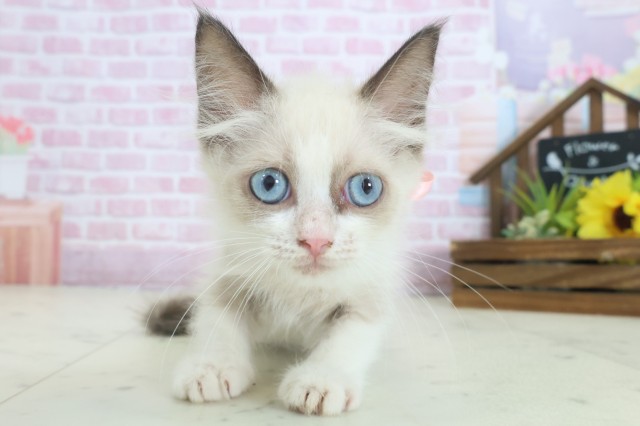 福岡県のラグドール (Coo&RIKU行橋店/2025年8月16日生まれ/女の子/ブルーポイントバイカラー)の子猫