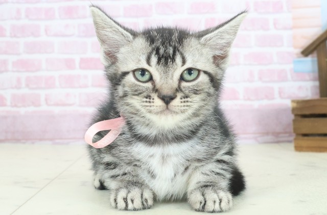 福岡県のアメリカンショートヘアー (Coo&RIKU福岡西店/2025年8月24日生まれ/女の子/シルバータビー)の子猫