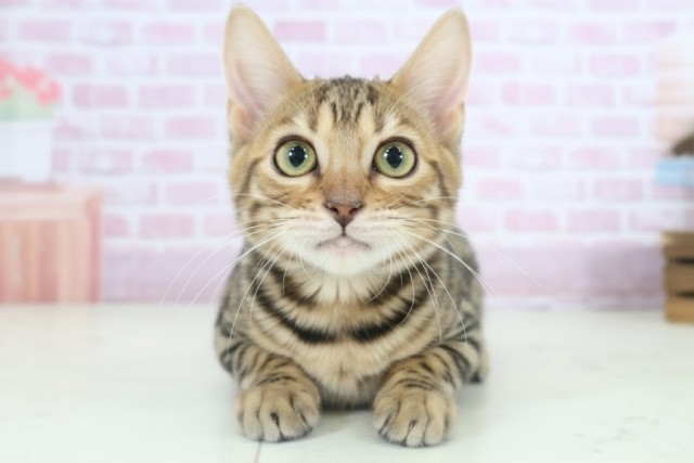 長崎県のトイガー (Coo&RIKU大村店/2025年7月3日生まれ/男の子/ブラウンスポットタビー)の子猫