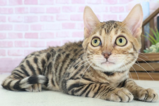 長崎県のトイガー (Coo&RIKU大村店/2025年7月3日生まれ/男の子/ブラウンスポットタビー)の子猫の2枚目の画像