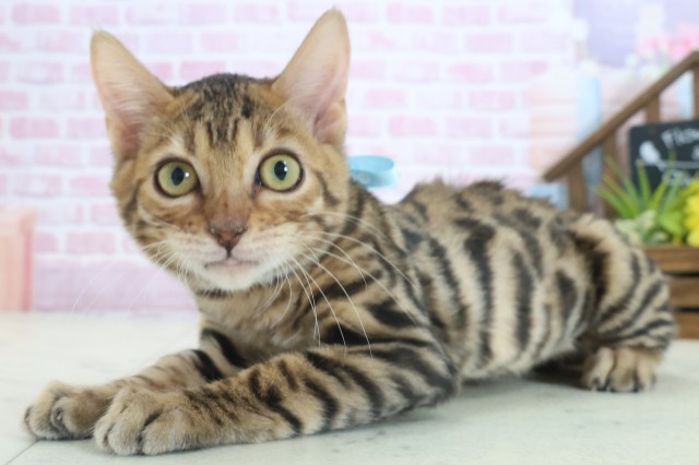 長崎県のトイガー (Coo&RIKU大村店/2025年7月3日生まれ/男の子/ブラウンスポットタビー)の子猫の3枚目の画像