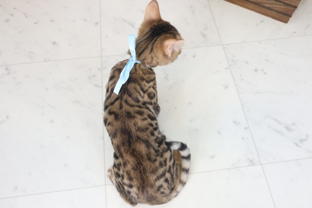 長崎県のトイガー (Coo&RIKU大村店/2025年7月3日生まれ/男の子/ブラウンスポットタビー)の子猫の4枚目の画像