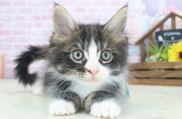 福岡県のメインクーン (Coo&RIKU小倉店/2025年9月2日生まれ/男の子/ブラウンタビーホワイト)の子猫