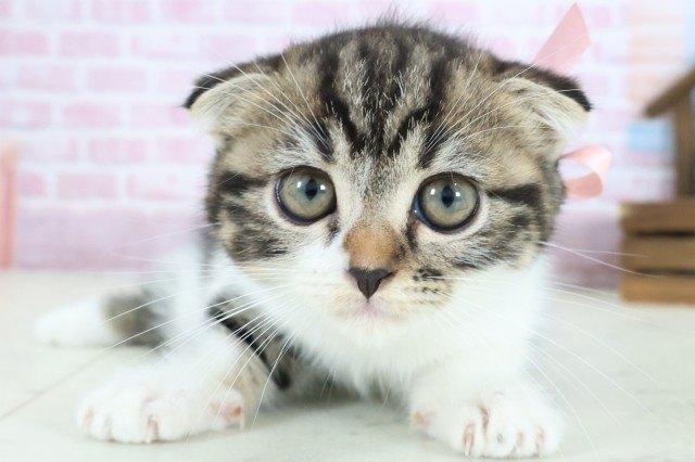 広島県のミヌエット (Coo&RIKU東広島店/2025年8月22日生まれ/女の子/ブラウンタビーホワイト)の子猫