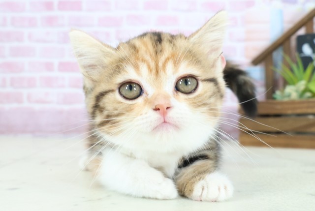 福岡県のミヌエット (Coo&RIKUゆめタウン飯塚店/2025年8月22日生まれ/女の子/トービーホワイト)の子猫