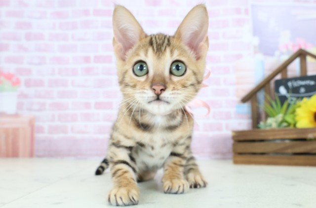 福岡県のベンガル (Coo&RIKUゆめタウン飯塚店/2025年8月6日生まれ/女の子/ブラウンスポットタビー)の子猫