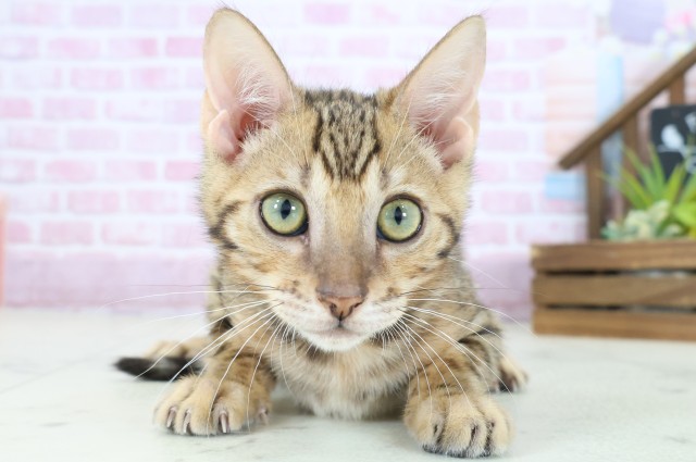 熊本県のベンガル (Coo&RIKU熊本店/2025年8月6日生まれ/女の子/ブラウンスポットタビー)の子猫