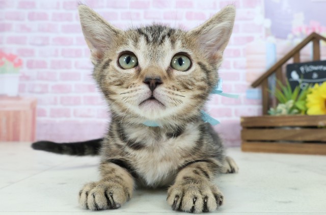 岡山県のマンチカン (Coo&RIKU岡山店/2025年8月22日生まれ/男の子/ブラウンタビー)の子猫の1枚目の画像