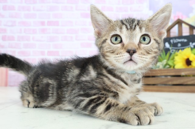 岡山県のマンチカン (Coo&RIKU岡山店/2025年8月22日生まれ/男の子/ブラウンタビー)の子猫の2枚目の画像