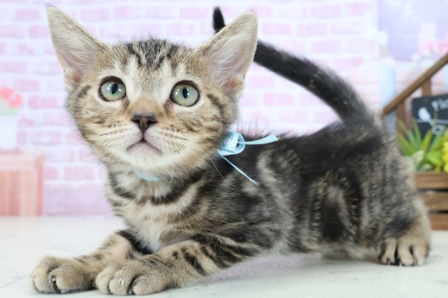 岡山県のマンチカン (Coo&RIKU岡山店/2025年8月22日生まれ/男の子/ブラウンタビー)の子猫の3枚目の画像