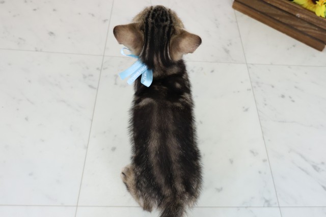 岡山県のマンチカン (Coo&RIKU岡山店/2025年8月22日生まれ/男の子/ブラウンタビー)の子猫の4枚目の画像