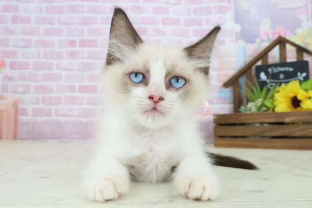 長崎県のラグドール (Coo&RIKU大村店/2025年8月27日生まれ/女の子/シールポイントバイカラー)の子猫