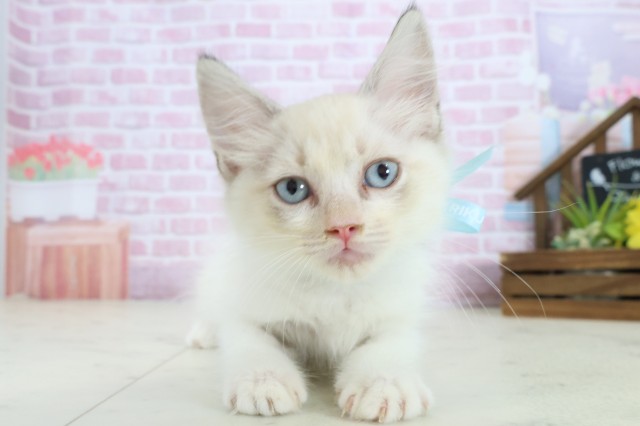 佐賀県のラグドール (Coo&RIKU佐賀神埼店/2025年8月27日生まれ/男の子/シールリンクスポイントバイカラー)の子猫
