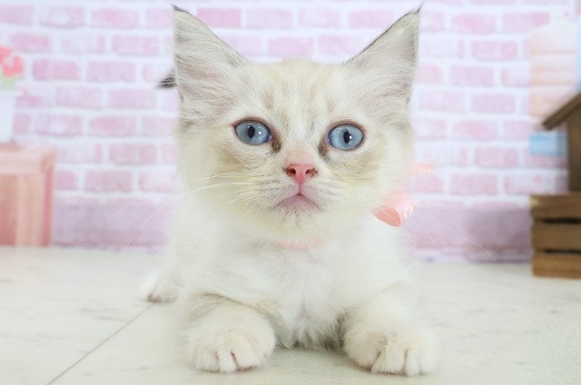 愛媛県のラグドール (Coo&RIKUイオンタウン川之江店/2025年8月27日生まれ/女の子/シールリンクスポイントバイカラー)の子猫の1枚目の画像