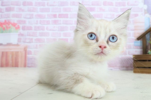 愛媛県のラグドール (Coo&RIKUイオンタウン川之江店/2025年8月27日生まれ/女の子/シールリンクスポイントバイカラー)の子猫の2枚目の画像