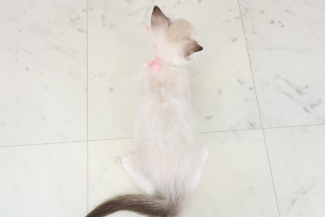 愛媛県のラグドール (Coo&RIKUイオンタウン川之江店/2025年8月27日生まれ/女の子/シールリンクスポイントバイカラー)の子猫の4枚目の画像