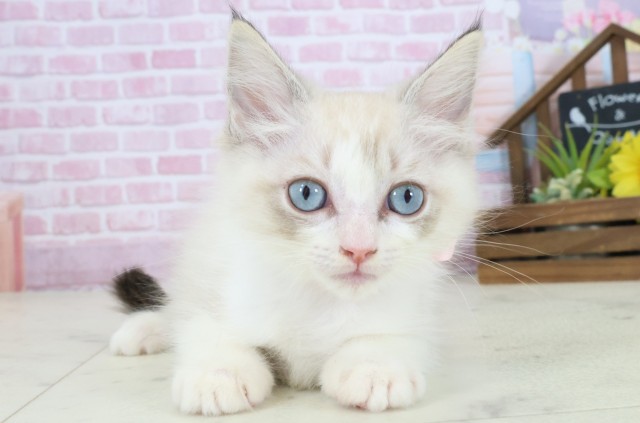 福岡県のラグドール (Coo&RIKU小倉店/2025年8月27日生まれ/女の子/シールリンクスポイントバイカラー)の子猫