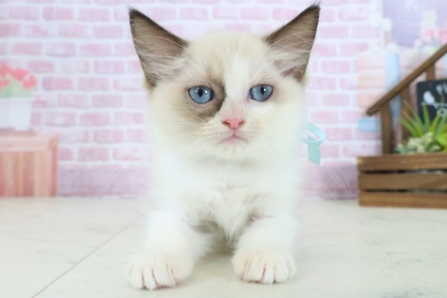 広島県のラグドール (Coo&RIKUゆめタウン大竹店/2025年8月27日生まれ/女の子/シールポイントバイカラー)の子猫