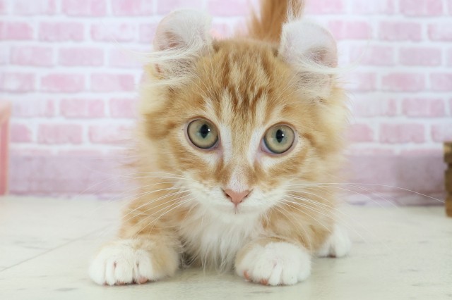 福岡県のアメリカンカール (Coo&RIKU大牟田店/2025年7月29日生まれ/男の子/レッドタビーホワイト)の子猫