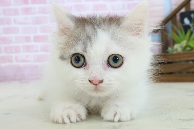福岡県のサイベリアン (Coo&RIKU行橋店/2025年8月26日生まれ/女の子/シルバータビーホワイトバン)の子猫