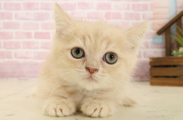 福岡県のエキゾチック (Coo&RIKU行橋店/2025年9月2日生まれ/男の子/クリームタビー)の子猫